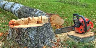 Best Tree Cabling and Bracing  in Millington, TN