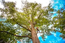 Best Root Management and Removal  in Millington, TN