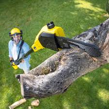 Best Arborist Consultation Services  in Millington, TN
