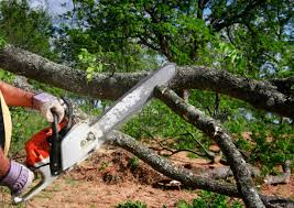 Best Palm Tree Trimming  in Millington, TN