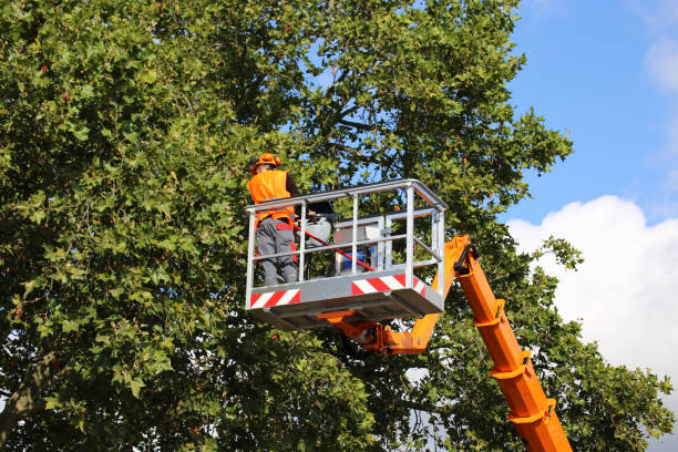 How Our Tree Care Process Works  in  Millington, TN