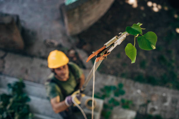 Best Tree Maintenance Programs  in Millington, TN