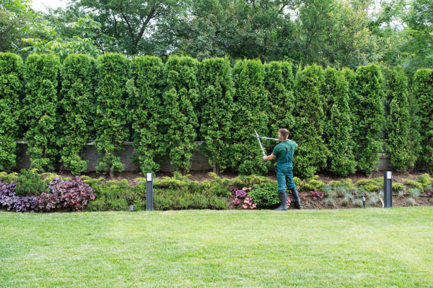 Best Sod Installation  in Millington, TN