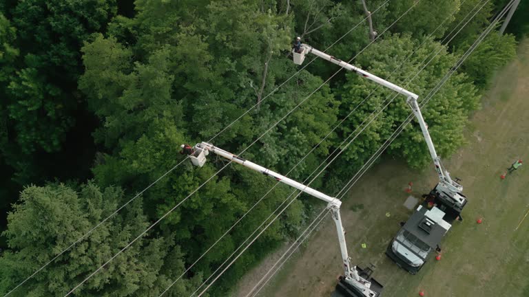 Reliable Millington, TN Tree Removal Solutions