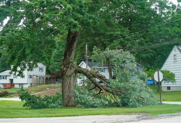 Best Commercial Tree Services  in Millington, TN