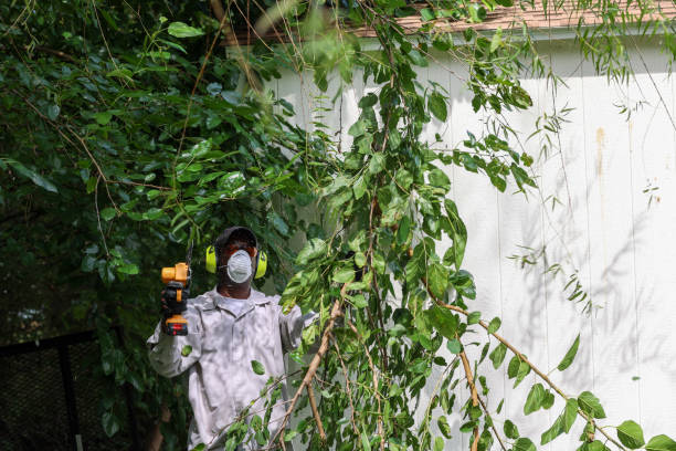 Best Tree Risk Assessment  in Millington, TN