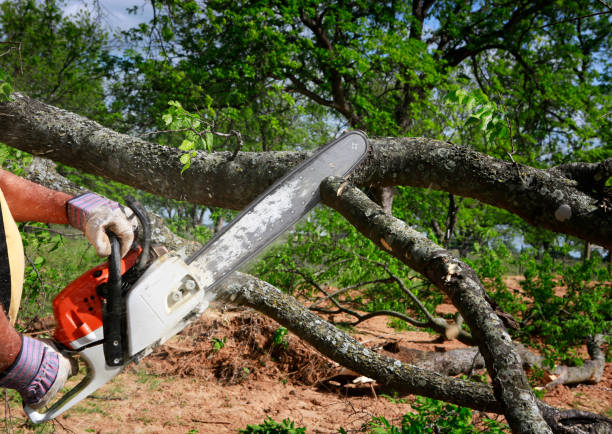 Best Storm Damage Tree Cleanup  in Millington, TN