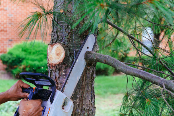 Best Firewood Processing and Delivery  in Millington, TN